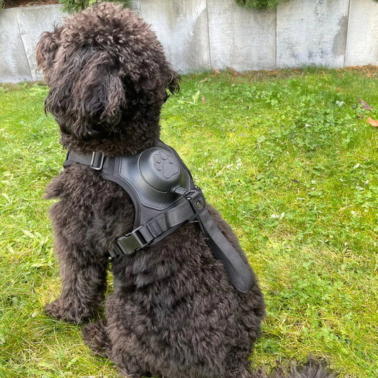 EasyWalk Comfort Leash